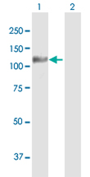 PTPRN purified MaxPab mouse polyclonal antibody (B02P)