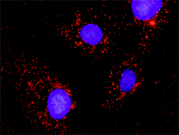 PTPN11 purified MaxPab mouse polyclonal antibody (B02P)