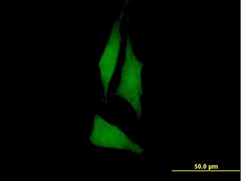 PTK6 purified MaxPab mouse polyclonal antibody (B01P)