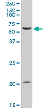PTGER4 purified MaxPab rabbit polyclonal antibody (D01P)