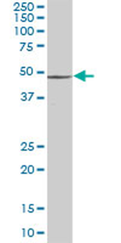 PSMD4 purified MaxPab mouse polyclonal antibody (B01P)