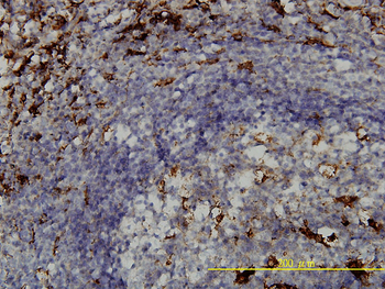 PSAP monoclonal antibody (M01), clone 1D1-C12