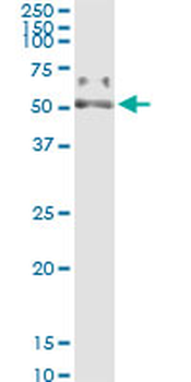 PSAP MaxPab rabbit polyclonal antibody (D01)