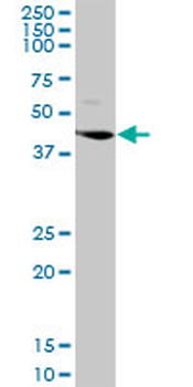 LGMN purified MaxPab rabbit polyclonal antibody (D01P)