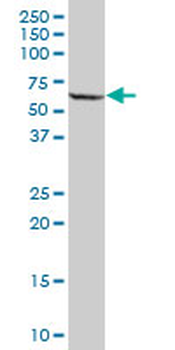 PPP2R5A purified MaxPab mouse polyclonal antibody (B01P)