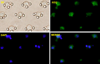POU5F1 monoclonal antibody (M05), clone 1B11