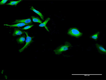 POR purified MaxPab rabbit polyclonal antibody (D01P)