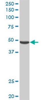 PNLIPRP2 purified MaxPab rabbit polyclonal antibody (D01P)