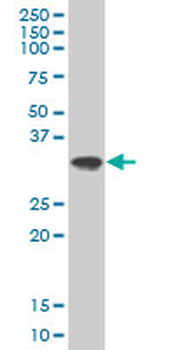 PLSCR1 polyclonal antibody (A01)