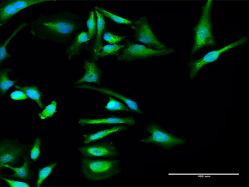 SERPINF2 purified MaxPab rabbit polyclonal antibody (D01P)