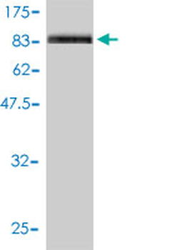 PECAM1 monoclonal antibody (M01), clone 1D2-1A5
