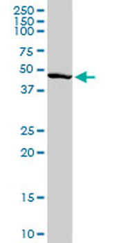 PAX6 purified MaxPab rabbit polyclonal antibody (D01P)