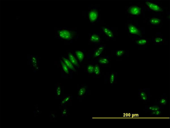 NVL purified MaxPab mouse polyclonal antibody (B01P)