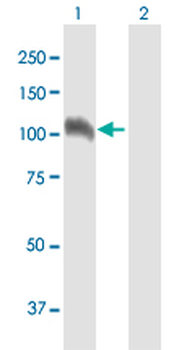 NELL1 purified MaxPab mouse polyclonal antibody (B01P)