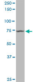 MX1 purified MaxPab mouse polyclonal antibody (B01P)