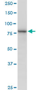 MUT purified MaxPab mouse polyclonal antibody (B01P)