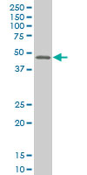 MEF2B monoclonal antibody (M24), clone 4B5