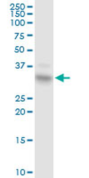 EPCAM purified MaxPab rabbit polyclonal antibody (D01P)