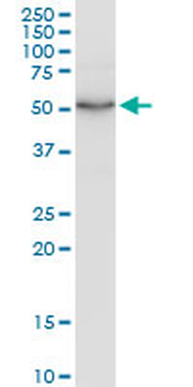 LSP1 MaxPab rabbit polyclonal antibody (D01)