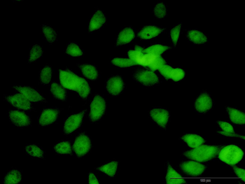 LOXL1 purified MaxPab rabbit polyclonal antibody (D01P)