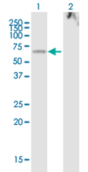 LOXL1 purified MaxPab mouse polyclonal antibody (B01P)