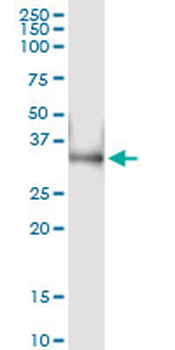 LDHA MaxPab rabbit polyclonal antibody (D01)