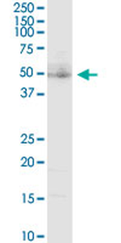 LAG3 purified MaxPab rabbit polyclonal antibody (D01P)
