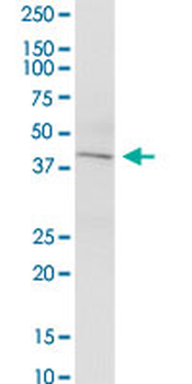 KCNN4 purified MaxPab mouse polyclonal antibody (B01P)