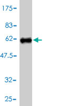 IMPA1 polyclonal antibody (A01)