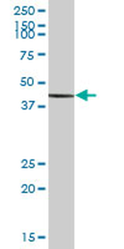 ILF2 purified MaxPab mouse polyclonal antibody (B01P)