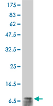 IL8 monoclonal antibody (M12), clone 4G11