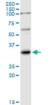 IL1B purified MaxPab rabbit polyclonal antibody (D01P)