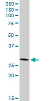 IFI35 purified MaxPab rabbit polyclonal antibody (D01P)