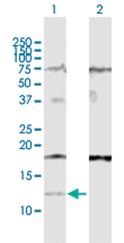 IFI27 purified MaxPab rabbit polyclonal antibody (D01P)