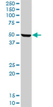 HPX purified MaxPab rabbit polyclonal antibody (D01P)