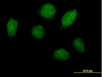 HOXA1 purified MaxPab mouse polyclonal antibody (B01P)