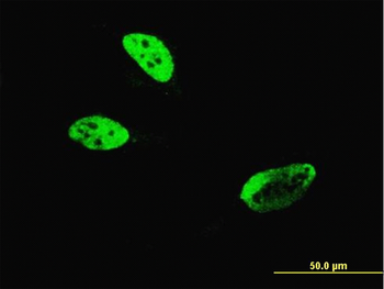 HLF monoclonal antibody (M04), clone M2