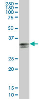 HLA-DPA1 purified MaxPab mouse polyclonal antibody (B01P)