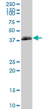 HLA-B purified MaxPab mouse polyclonal antibody (B01P)