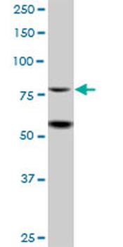 ZBTB48 purified MaxPab mouse polyclonal antibody (B01P)