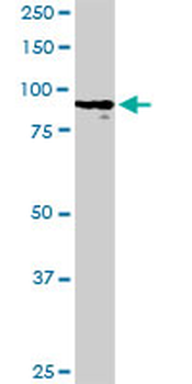 HGF purified MaxPab rabbit polyclonal antibody (D01P)