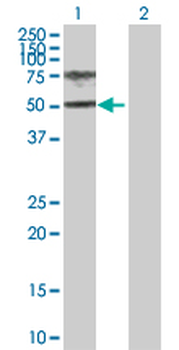 HGD purified MaxPab rabbit polyclonal antibody (D01P)