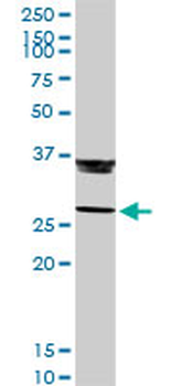 GZMB purified MaxPab rabbit polyclonal antibody (D01P)