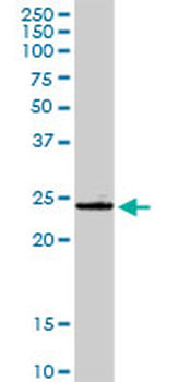GSTA4 purified MaxPab rabbit polyclonal antibody (D01P)