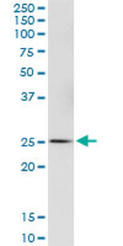 GSTA4 purified MaxPab mouse polyclonal antibody (B01P)