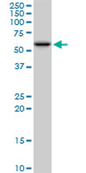 PDIA3 purified MaxPab mouse polyclonal antibody (B01P)