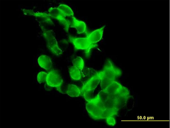 GPR34 purified MaxPab mouse polyclonal antibody (B01P)
