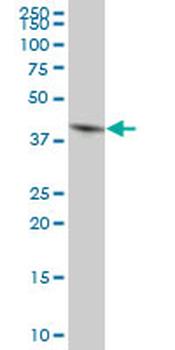 GNAI3 purified MaxPab mouse polyclonal antibody (B01P)