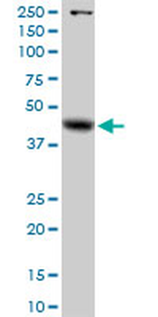GLA MaxPab rabbit polyclonal antibody (D01)