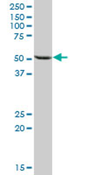 GCK MaxPab mouse polyclonal antibody (B01)